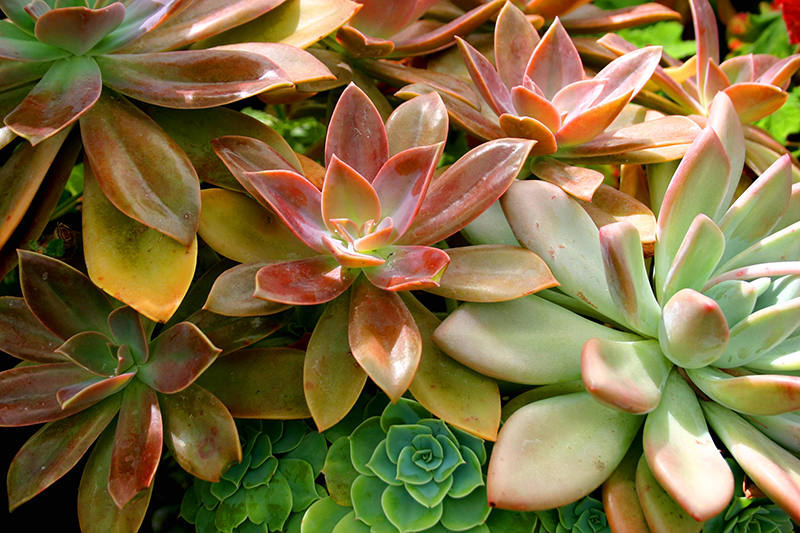 #Succulents #plants Photo by Mary Tanana © 2013