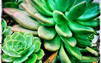 My Visual Nirvana-Succulents