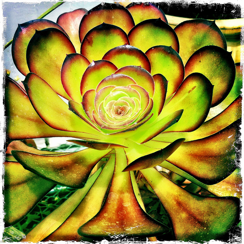 #Succulents #plants Photo by Mary Tanana © 2013