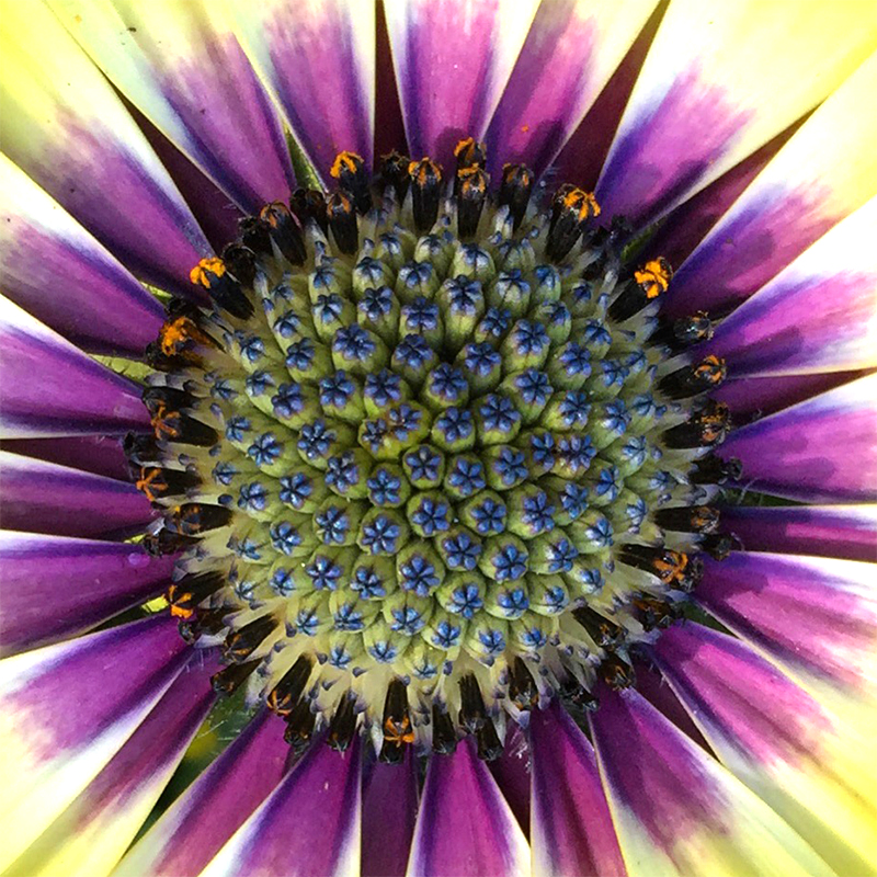 upclose-flower-center-pollen-daisy -purple-osteospurmum
