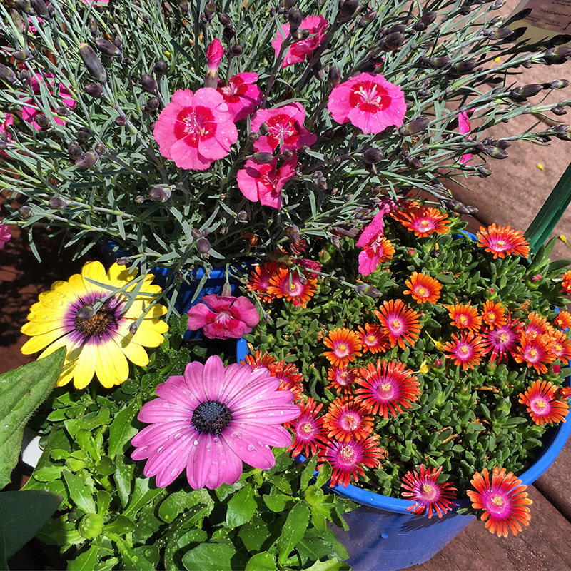 spring-flowers-daisy-dianthus-ice plant