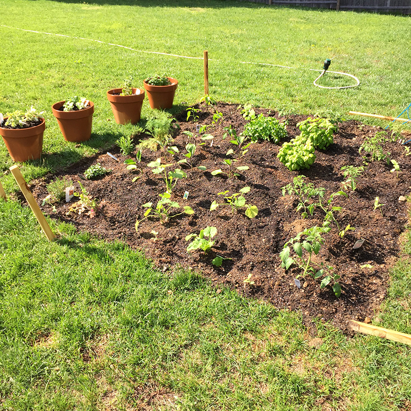 my garden-country-grow-vegetable-rocky point-rhode island