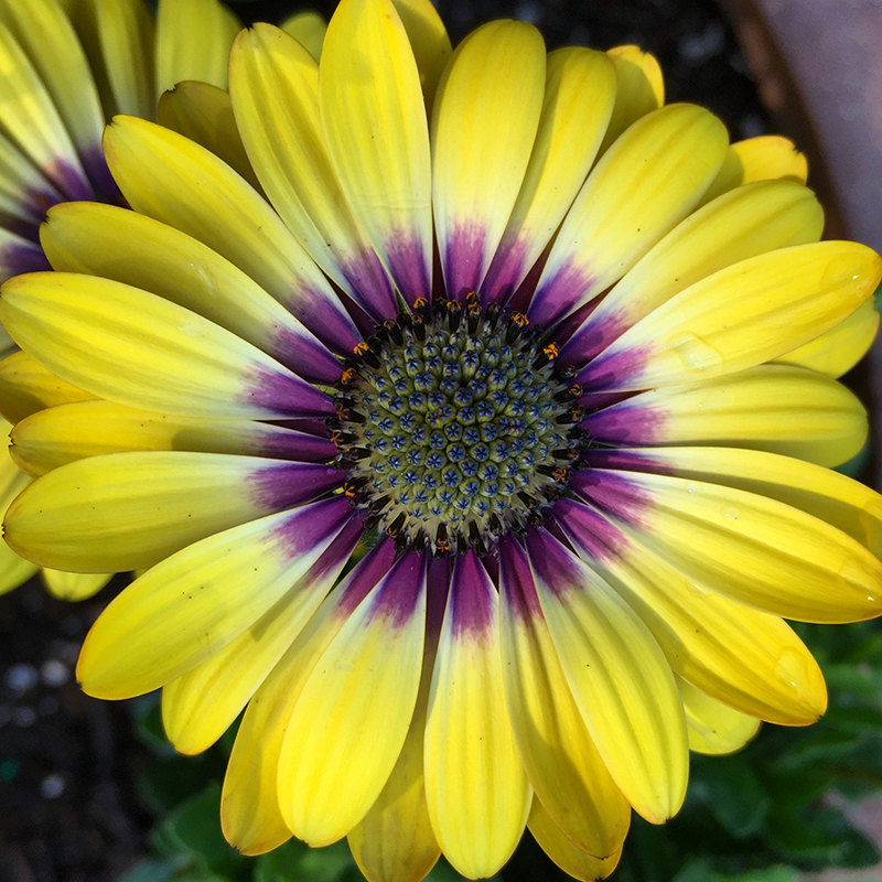 flower-daisy-garden-yellow-purple-osteospurmum