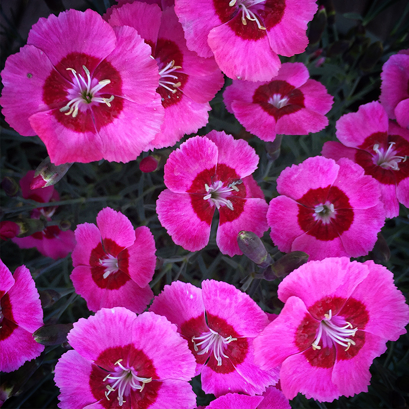 dianthus-pinks-magenta-flower